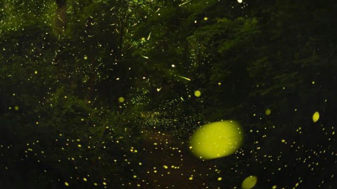 The science of how fireflies stay in sync