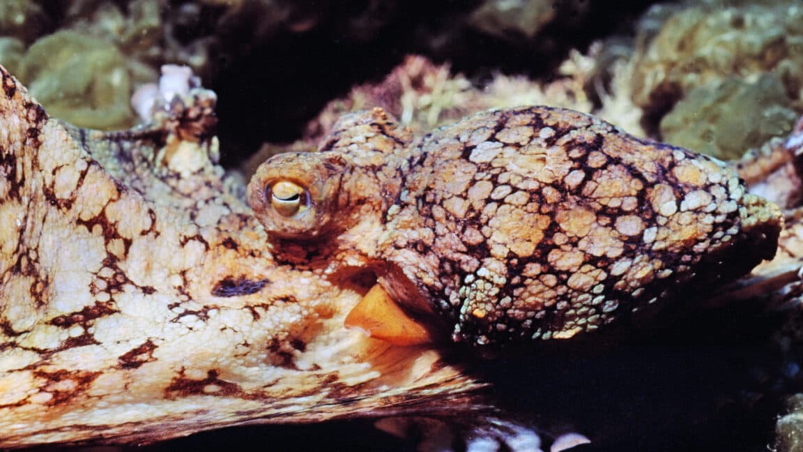 Male octopuses guided through mating by female hormones