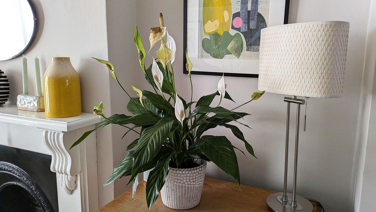 Tips to revive your peace lily's brown flowers and restore health