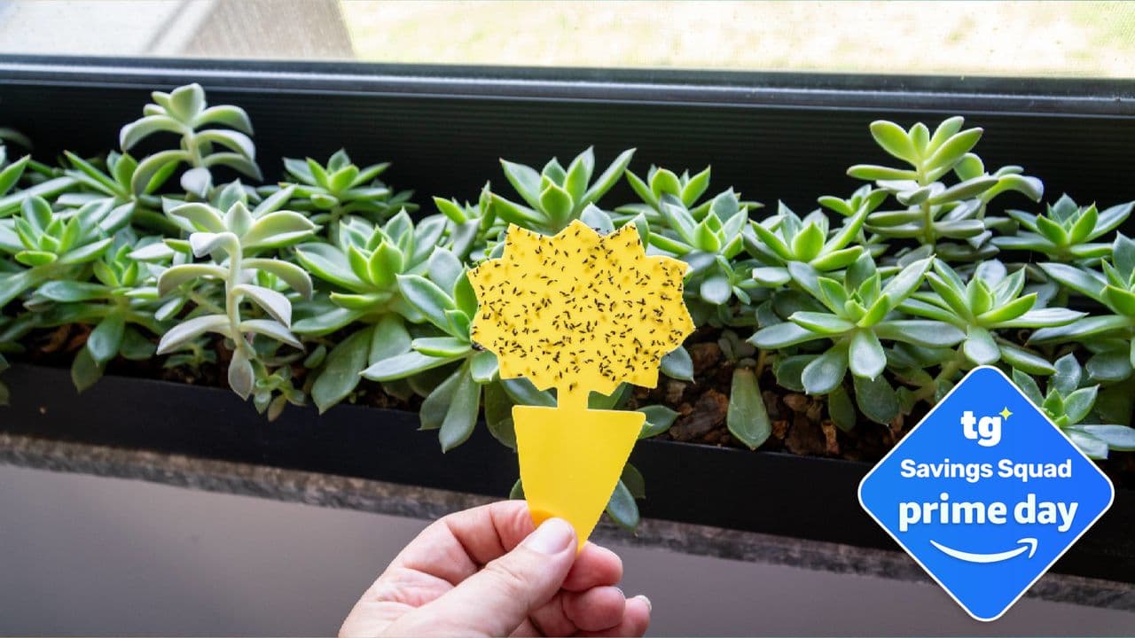 I finally got rid of the gnats inside my house, but it took buying these 3 specific things to make the difference