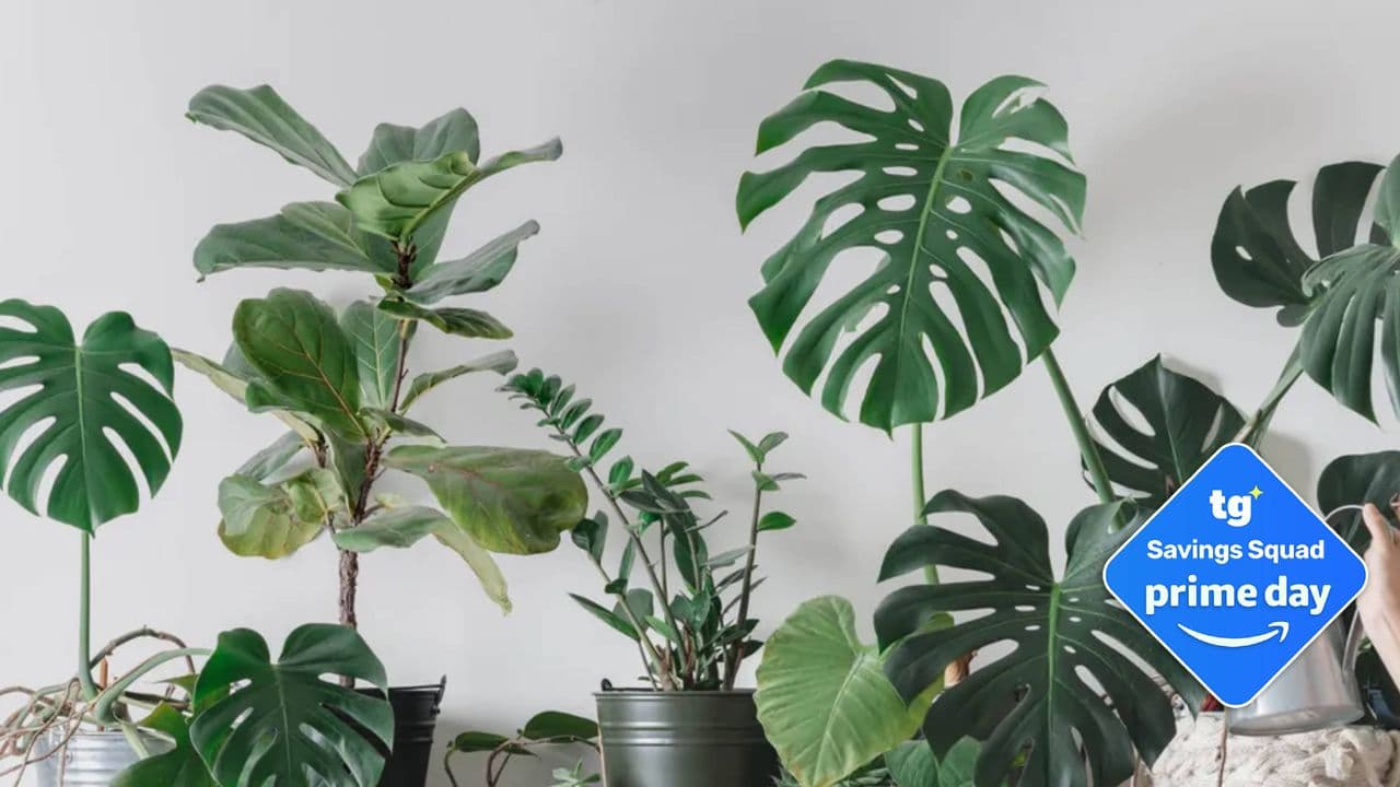 Yes, you absolutely need another plant — especially at these Prime Day prices