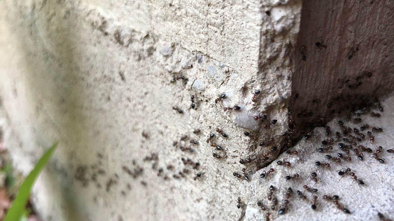 Homeowners urged to stop making these 3 mistakes when getting rid of ants (they’ll just keep coming back)