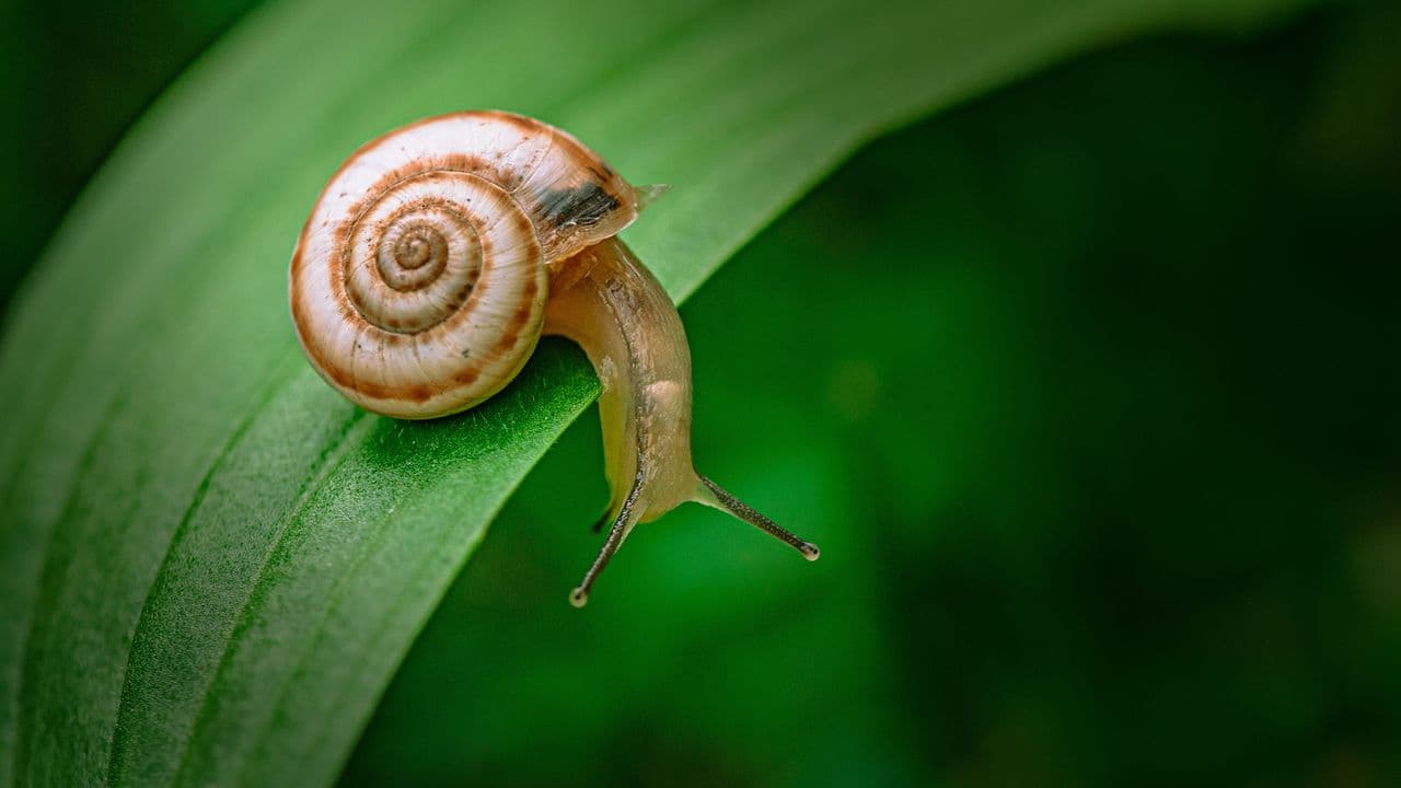 I've been using this surprising bathroom item to keep slugs and snails out of my garden — and it’s not coffee grounds