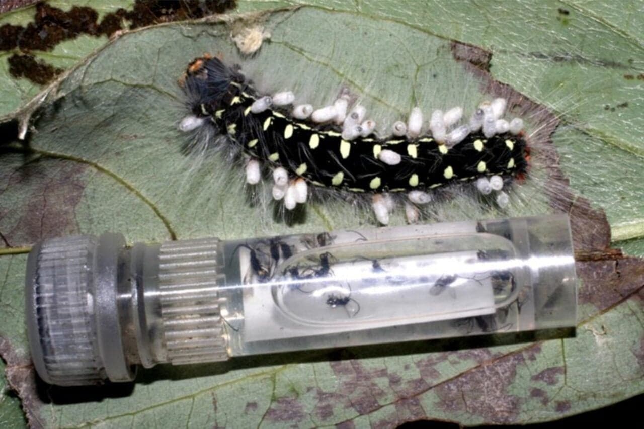 Holy Crap, We Were Way Off About How Many Insect Species Live on Earth