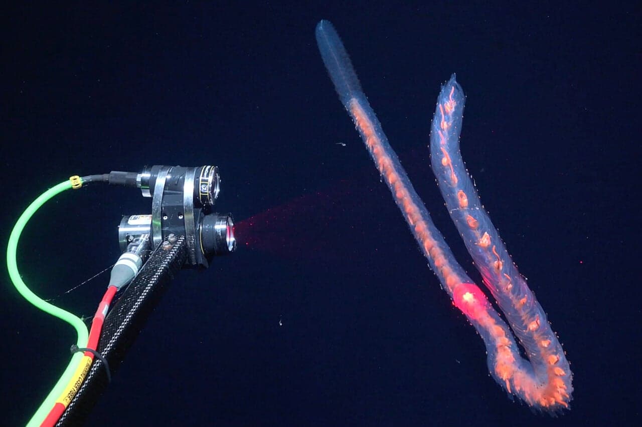 31 Possible New Marine Species Uncovered in Two Weeks of Exploration