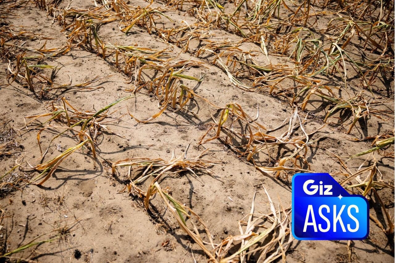 Could This Super El Niño Trigger a Global Food Crisis?