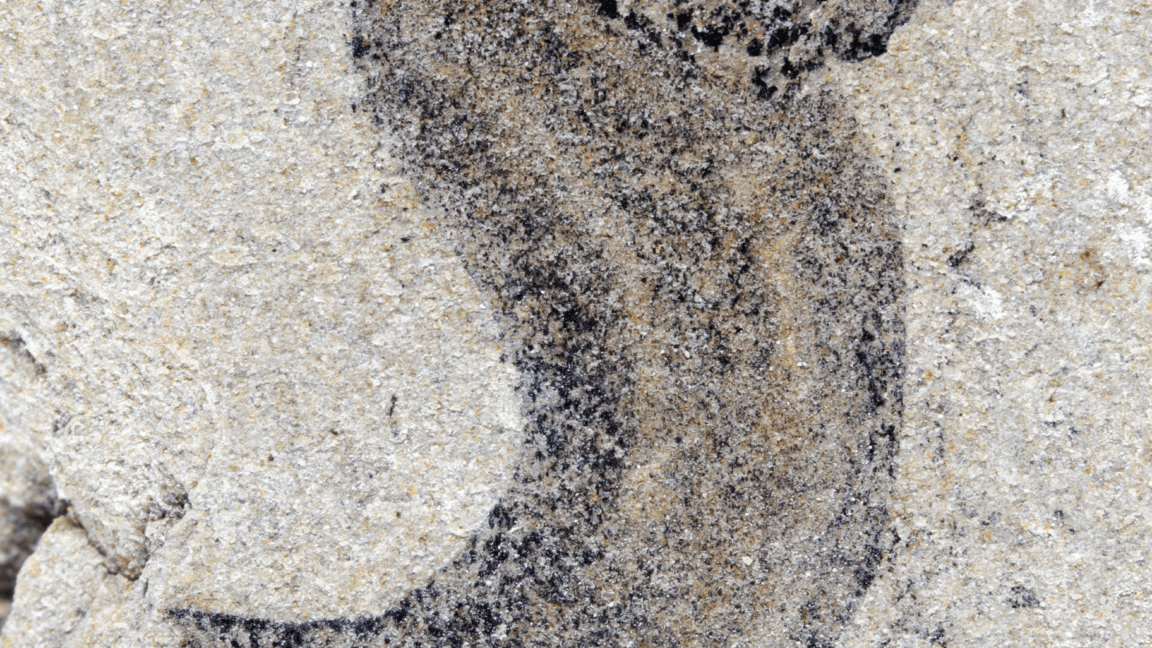 New fossil deposits show complex animal groups predating the Cambrian